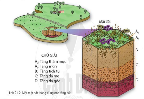 BÀI 21: LỚP ĐẤT TRÊN TRÁI ĐẤT