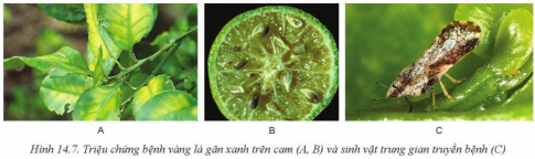 Bài 14: BỆNH HẠI CÂY TRỒNG