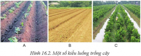 BÀI 16: QUY TRÌNH TRỒNG TRỌT