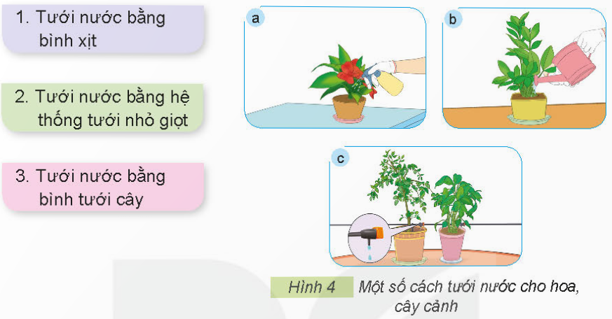 BÀI 6. CHĂM SÓC HOA, CÂY CẢNH TRONG CHẬU