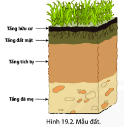 BÀI 19: LỚP ĐẤT VÀ CÁC NHÂN TỐ HÌNH THÀNH ĐẤT. MỘT SỐ NHÓM ĐẤT ĐIỂN HÌNH