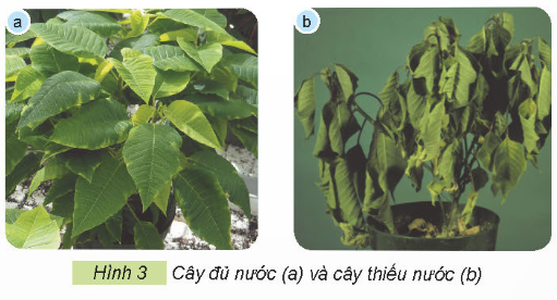 BÀI 6. CHĂM SÓC HOA, CÂY CẢNH TRONG CHẬU