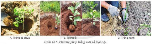 BÀI 16: QUY TRÌNH TRỒNG TRỌT