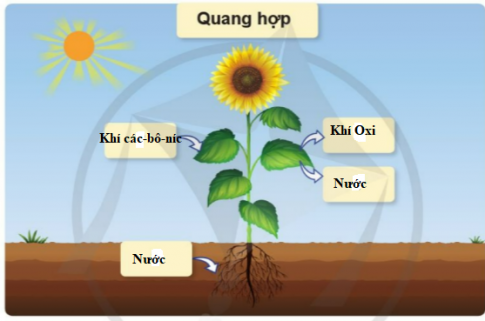 ÔN TẬP CHỦ ĐỀ THỰC VẬT VÀ ĐỘNG VẬT