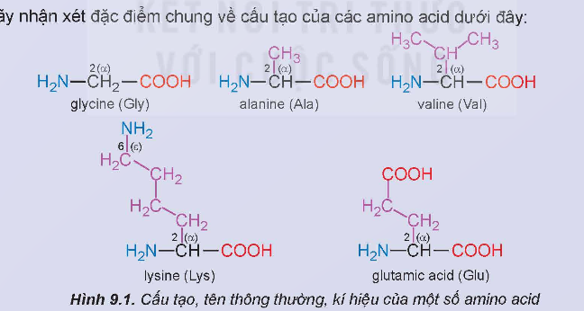 BÀI 9. AMINO ACID VÀ PEPTIDE