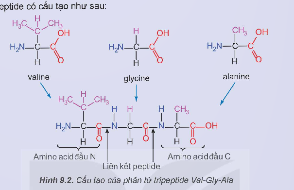 BÀI 9. AMINO ACID VÀ PEPTIDE