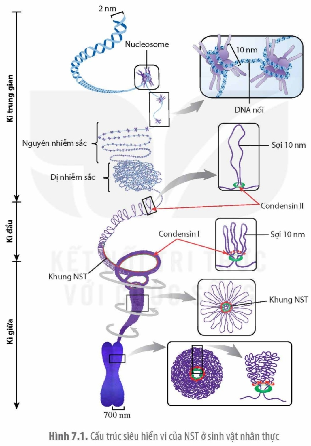 BÀI 7. CẤU TRÚC VÀ CHỨC NĂNG CỦA NHIỄM SẮC THỂ