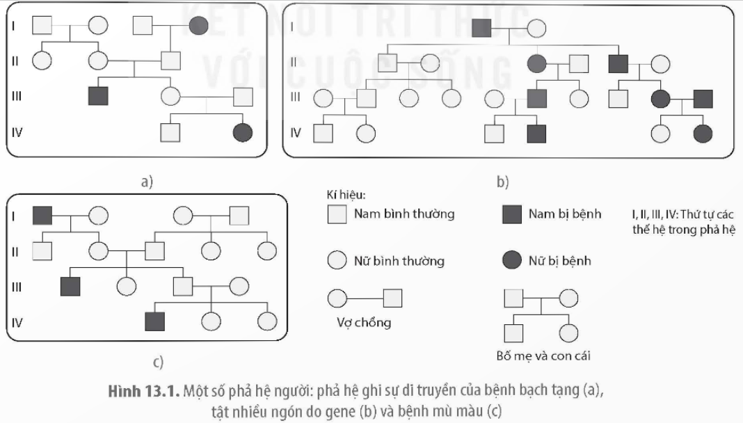 BÀI 13. DI TRUYỀN HỌC NGƯỜI VÀ DI TRUYỀN Y HỌC