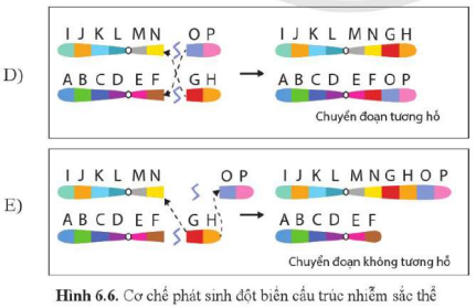 BÀI 6. ĐỘT BIẾN NHIỄM SẮC THỂ