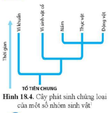 BÀI 18. THUYẾT TIẾN HÓA TỔNG HỢP HIỆN ĐẠI (PHẦN 2)