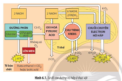 BÀI 6. HÔ HẤP Ở THỰC VẬT