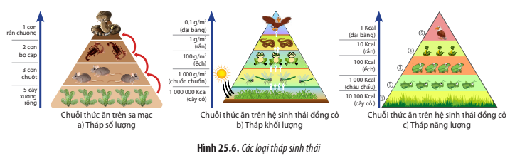 BÀI 25. HỆ SINH THÁI