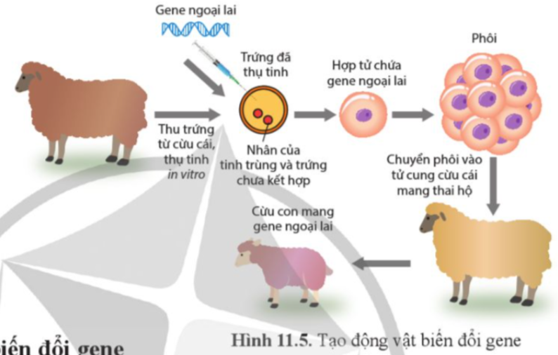 BÀI 11. HỆ GENE, CÔNG NGHỆ GENE VÀ ỨNG DỤNG