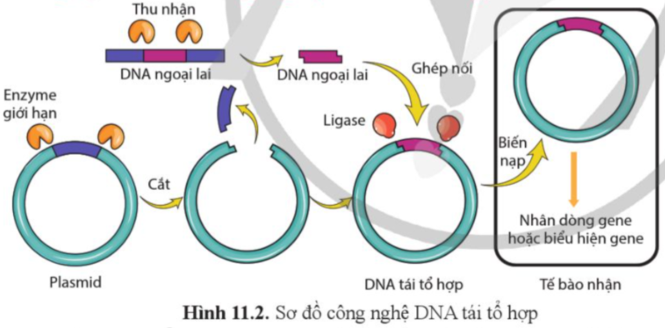 BÀI 11. HỆ GENE, CÔNG NGHỆ GENE VÀ ỨNG DỤNG