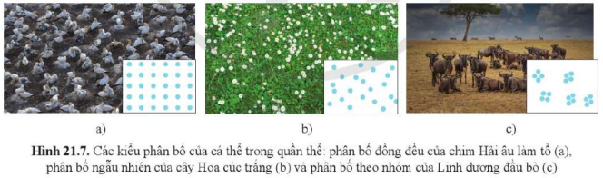 BÀI 21. SINH THÁI HỌC QUẦN THỂ