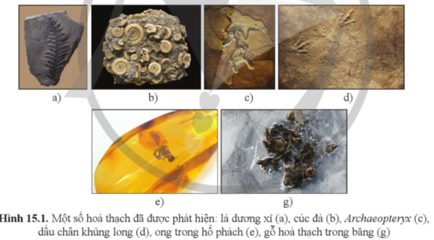 BÀI 15. BẰNG CHỨNG TIẾN HÓA