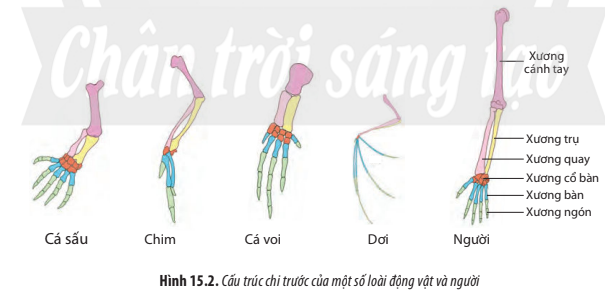 BÀI 15. CÁC BẰNG CHỨNG TIẾN HÓA