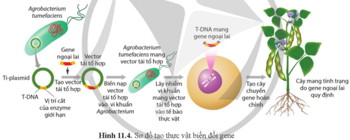 BÀI 11. HỆ GENE, CÔNG NGHỆ GENE VÀ ỨNG DỤNG