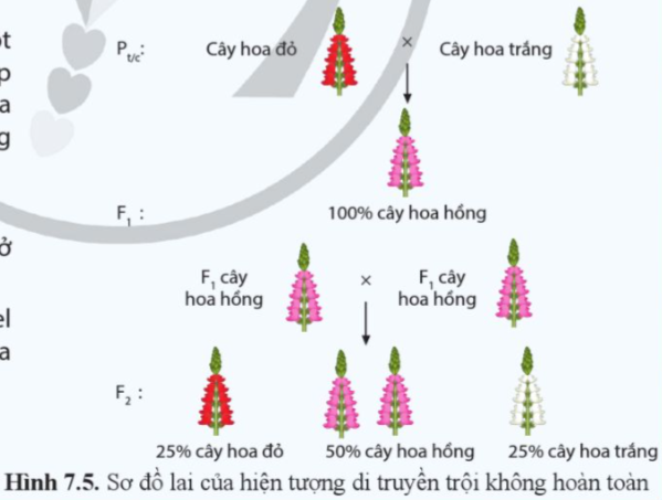 BÀI 7. DI TRUYỀN HỌC MENDEL VÀ MỞ RỘNG HỌC THUYẾT MENDEL