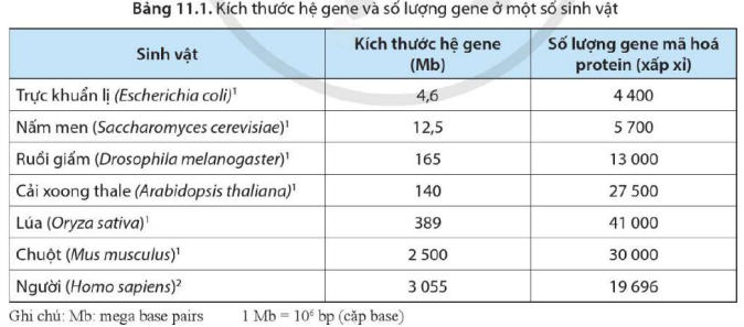 BÀI 11. HỆ GENE, CÔNG NGHỆ GENE VÀ ỨNG DỤNG