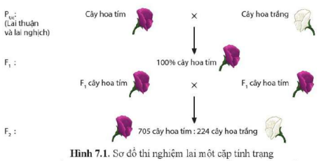 BÀI 7. DI TRUYỀN HỌC MENDEL VÀ MỞ RỘNG HỌC THUYẾT MENDEL