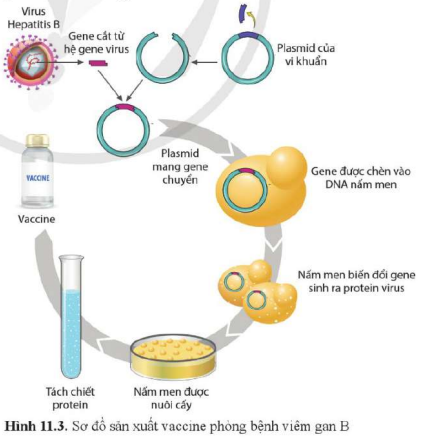 BÀI 11. HỆ GENE, CÔNG NGHỆ GENE VÀ ỨNG DỤNG