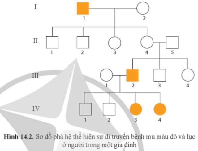 BÀI 14. DI TRUYỀN HỌC NGƯỜI