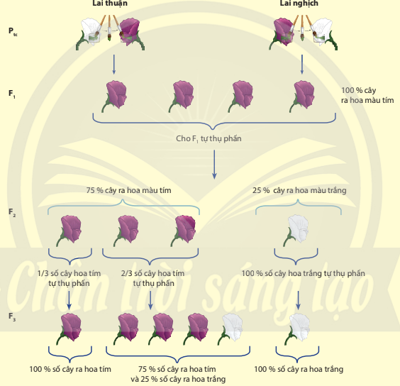 BÀI 7. DI TRUYỀN HỌC MENDEL VÀ MỞ RỘNG HỌC THUYẾT MENDEL