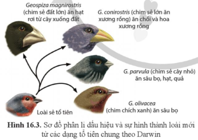 BÀI 16. QUAN NIỆM CỦA DARWIN VỀ CHỌN LỌC TỰ NHIÊN VÀ HÌNH THÀNH LOÀI