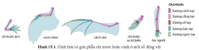 BÀI 15. BẰNG CHỨNG TIẾN HÓA