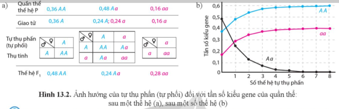 BÀI 13. DI TRUYỀN HỌC QUẦN THỂ