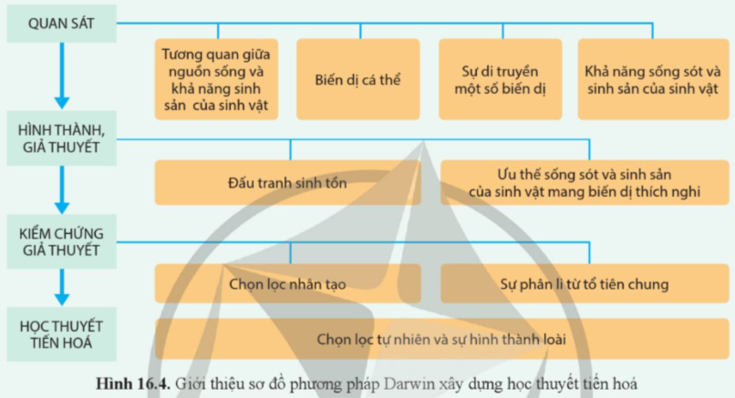 BÀI 16. QUAN NIỆM CỦA DARWIN VỀ CHỌN LỌC TỰ NHIÊN VÀ HÌNH THÀNH LOÀI