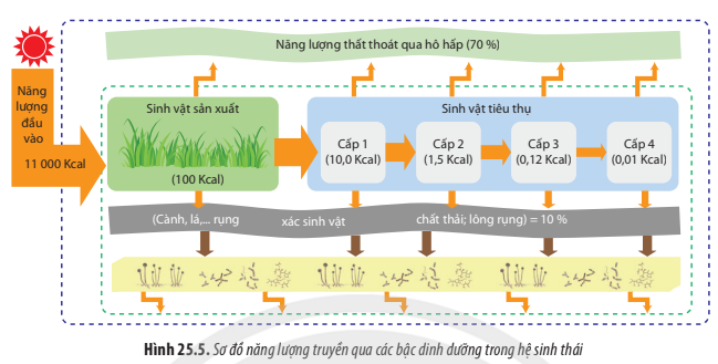 BÀI 25. HỆ SINH THÁI