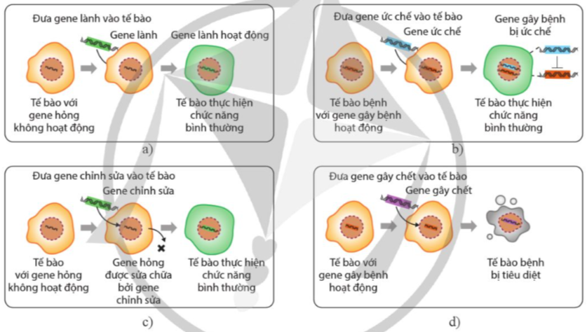 BÀI 14. DI TRUYỀN HỌC NGƯỜI