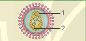 BÀI 29 : VIRUS