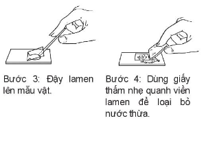 BÀI 28: THỰC HÀNH: LÀM SỬA CHUA VÀ QUAN SÁT VI KHUẨN
