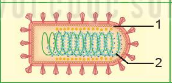 BÀI 29 : VIRUS