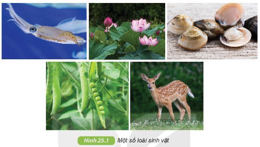 CHƯƠNG VII- ĐA DẠNG THẾ GIỚI SỐNG