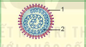 BÀI 29 : VIRUS