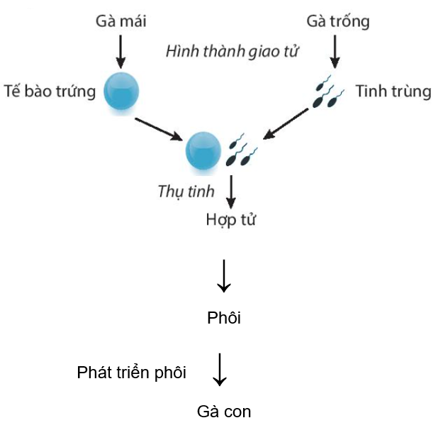 MA TRẬN, BẢN ĐẶC TẢ VÀ ĐỀ KIỂM TRA CUỐI KÌ I (KHTN 7)1/ Khung ma trận- Thời điểm kiểm tra: Kiểm tra học kì 2 khi kết thúc nội dung 9. Sinh sản ở sinh vật.- Thời gian làm bài: 60 phút- Hình thức kiểm tra: Kết hợp giữa trắc nghiệm và tự luận (tỉ lệ 40% trắc nghiệm, 60% tự luận)- Cấu trúc:- Mức độ đề: 40% Nhận biết; 30% Thông hiểu; 20% Vận dụng; 10% Vận dụng cao- Phần trắc nghiệm: 4,0 điểm (gồm 16 câu hỏi: nhận biết: 12 câu, thông hiểu: 04 câu), mỗi câu 0,25 điểm - Phần tự luận: 6,0 điểm (Nhận biết: 1,0 điểm; Thông hiểu: 2,0 điểm; Vận dụng: 2,0 điểm; Vận dụng cao: 1,0 điểm) Chủ đềMỨC ĐỘTổng số câuĐiểm sốNhận biếtThông hiểuVận dụngVận dụng caoTự luậnTrắc nghiệmTự luậnTrắc nghiệmTự luậnTrắc nghiệmTự luậnTrắc nghiệmTự luậnTrắc nghiệm1234567891011121. Từ (10 tiết) 11 ý11 ý   2 1,52. Trao đổi chất và chuyển hóa năng lượng (30 tiết)1 ý51 ý11 ý2  3 53. Cảm ứng ở sinh vật (6 tiết)1 ý1      1 14. Sinh trưởng và phát triển ở sinh vật (7 tiết) 2  1 ý   1 15. Sinh sản ở sinh vật (10 tiết) 3    1 ý 1 1,5Số câu TN/ Số ý TL(Số YCCĐ)21222321 8 ý1610,0Điểm số1,03,02,50,51,50,51,0 6,04,0Tổng số điểm4,0 điểm40%3,0 điểm30%2,0 điểm20%1,0 điểm10%10 điểm100%10 điểm 2/ Bản đặc tả Nội dungMức độYêu cầu cần đạtSố ý TL/số câu hỏi TNCâu hỏi TL(Số ý)TN(Số câu)TL(Số ý)TN(Số câu)  TỪ (10 tiết)0002   Nam châmNhận biết - Nêu được tác dụng của nam châm đến các vật liệu khác nhau. 1 C1 Thông hiểu - Trình bày được sự định hướng của thanh nam châm (kim nam châm)1 C1b  Vận dụng- Xác định được cực Bắc và cực nam của một thanh nam châm.1 C1a   Từ trườngNhận biết – Nêu được vùng không gian bao quanh một nam châm (hoặc dây dẫn mang dòng điện), mà vật liệu có tính chất từ đặt trong nó chịu tác dụng của lực từ, được gọi là từ trường.- Nêu được khái niệm từ phổ bằng mạt sắt và nam châm; đường sức từ1  C2 Thông hiểu- Vẽ được đường sức từ quanh một nam châm- Dựa vào ảnh hoặc hình vẽ khẳng định được Trái Đất có từ trường.- Nêu được cực Bắc từ và cực bắc địa lí không trùng nhau.-Sử dụng la bàn để tìm hướng địa lí     Chế tạo nam châm điệnVận dụng- Chế tạo nam châm điện đơn giản và làm thay đổi được từ trường của nó bằng thay đổi dòng điện.      TRAO ĐỔI CHẤT VÀ CHUYỂN HÓA NĂNG LƯỢNG Ở SINH VẬT (30 Tiết)008    1. Khái quát vè trao đổi chất và chuyển hóa năng lượngNhận biết- Phát biểu được khái niệm trao đổi chất và chuyển hóa năng lượng     Thông hiểu - Nêu được vai trò của trao đổi chất và chuyển hóa năng lượng trong cơ thể.11C2aC3  2. Quang hợp và một số yếu tố ảnh hưởng đến quang hợp ở thực vậtNhận biết- Nêu được khái niệm, nguyên liệu và sản phẩm quả quang hợp.- Viết được phương trình quang hợp.- Nêu được mối quan hệ giữa trao đổi chất và chuyển hóa năng lượng trong quang hợp- Nêu được vai trò của lá cây với chức năng quang hợp.- Nêu được một số yêu tố chủ yếu ảnh hưởng đến quang hợp.12C2bC4,C5 Vận dụng- Vận dụng hiểu biết về quang hợp để giải thích được ý nghĩa thực tiễn của việc trồng cây và bảo vệ cây xanh      3. Thực hành chứng minh quang hợp ở cây xanhVận dụng - Tiến hành được thí nghiệm chứng minh quang hợp ở cây xanh. 1 C6 4. Hô hấp tế bào và một số yếu tố ảnh hưởng đến hô hấp tế bàoNhận biết- Nêu được khái niệm hô hấp tế bào.- Nêu được một số yếu tố chủ yếu ảnh hưởng đến hô hấp tế bào 1 C7 Thông hiểu- Viết được phương trình hô hấp dạng chữ.-Thể hiện được hai chiều tổng hợp và phân giải chất hữu cơ ở tế bào     Vận dụng- Vận dụng để giải thích một số hiện tượng trong thực tiễn.1 C2b  5. Thực hành hô hấp ở thực vậtVận dụng- Tiến hành thí nghiệm về hô hấp tế bào ở thực vật thông qua sự nảy mầm của hạt.     6. Trao đổi khí ở sinh vậtNhận biết- Mô tả được quá trình trao đổi khí qua tế bào khí khổng ở lá- Mô tả được cấu tạo khí khổ và nêu được chức năng của khí khổng.- Mô tả được đường đi của khí qua các cơ quan của hệ hô hấp ở động vật (ví dụ ở người) 1 C8 7. Vai trò của nước và chất dinh dưỡng đối với sinh vật.Nhận biết- Nêu được thành phần hóa học, cấu trúc và tính chất của nước.- Nêu được vai trò của nước và các chất dinh dưỡng đối với cơ thể sinh vật.     8. Trao đổi nước và chất dinh dưỡng ở thực vậtNhận biết- Mô tả được con đường hấp thụ, vận chuyển nước và chất khoáng từ môi trường ngoài vào miền lông hút, vào rễ, lên thân và lá cây.- Nêu được vai trò của thoát hơi nước ở lá và hoạt động đóng mở khí khổng.- Nêu được một số yếu tố ảnh hưởng đến sự trao đổi nước và chất dinh dưỡng ở thực vật. 1 C9 Thông hiểu- Phân biệt được sự vận chuyển các chất từ mạch gỗ từ rễ lên lá cây và từ lá xuống các cơ quan trong mạch rây.- Giải thích việc tưới nước và bón phân hợp lý cho cây.     9. Trao đổi nước và chất dinh dưỡng ở động vậtNhận biết- Mô tả được con đường thu nhận và tiêu hóa thức ăn trong ống tiêu hóa ở động vật (đtạ diện ở người)- Trình bày được con đường trao đổi nước và nhu cầu sử dụng nước ở động vật.  1 C10 Thông hiểu- Mô tả được quá trình vận chuyển các chất ở động vật.- Dinh dưỡng và vệ sinh ăn uống.     10. Thực hành: Chứng minh thân vận chuyển nước và lá thoát hơi nướcVận dụng- Tiến hành được thí nghiệm chứng minh thân vận chuyển nước và lá thoát hơi nước.      CẢM ỨNG Ở SINH VẬT (6 tiết)11   1. Cảm ứng ở sinh vật và tập tính ở động vật Nhận biết - Phát biểu được khái niệm cảm ứng ở sinh vật và lấy được ví dụ về các hiện tượng cảm ứng ở sinh vật.- Phát biểu được khái niệm tập tính ở động vật 1 C11 Thông hiểu- Nêu được vai trò của cảm ứng đối với sinh vật và tập tính đối với động vật.1 C3a  2. Vận dụng hiện tượng cảm ứng ở sinh vật vào thực tiễnVận dụng- Vận dụng được các kiến thức cảm ứng vào giải thích một số hiện tượng trong thực tiễn (trong học tập, chăn nuôi, trồng trọt).     3. Thực hành: Cảm ứng ở sinh vậtThông hiểu- Trình bày được cách làm thí nghiệm chứng minh tính cảm ứng ở thực vật (ví dụ hướng sáng, hưỡng nước, hướng tiếp xúc).- Quan sát, ghi chép và trình bày được kết quả quan sát một số tập tính của động vật.      SINH TRƯỞNG VÀ PHÁT TRIỂN Ở SINH VẬT (7 tiết) 02   1. Khái quát về sinh trưởng và phát triển ở sinh vật.Nhận biết- Phát biểu được khái niệm sinh trưởng và phát triển ở sinh vật.- Nêu được mối quan hệ giữa sinh trưởng và phát triển. 1 C12 Thông hiểu - Chỉ ra được mô phân sinh trên sơ đồ cắt ngang thân cây hai lá mầm và trình bày được chức năng của mô phân sinh làm cây lớn lên.- Trình bày được các giai đoạn sinh trưởng và phát triển của sinh vật.     2. Ứng dụng sinh trưởng và phát triển ở sinh vật vào thực tiễn.Nhận biết- Nêu được các nhân tố chủ yếu ảnh hưởng đến sinh trưởng và phát triển ở sinh vật. 1 C13 Vận dụng - Trình bày được một số ứng dụng sinh trưởng và phát triển ở sinh vật trong thực tiễn.     3. Thực hành: Quan sát, mô tả sự sinh trưởng và phát triển ở một số sinh vậtVận dụng- Thực hành quan sát và moo tar được sự sinh trưởng, phát triển của một số thực vật, động vật.- Tiến hành được thí nghiệm chứng minh cây có sự sinh trưởng.      SINH SẢN Ở SINH VẬT ( 10 tiết) 03   1. Sinh sản vô tính ở sinh vật    Nhận biết- Phát biểu được khái niệm sinh sản ở sinh vật- Nêu được khái niệm sinh sản vô tính ở sinh vật- Phân biệt được các hình thức sinh sản sinh dưỡng ở thực vật- Phân biệt được các hình thức sinh sản vô tính ở động vật.      Thông hiểu- Trình bày được vai trò và ứng dụng của sinh sản vô tính vào thực tiễn 2 C14,C15   2. Sinh sản hữu tính ở sinh vật Nhận biết - Nêu được khái niệm sinh sản hữu tính ở sinh vật.- Mô tả được các bộ phận của hoa lưỡng tính- Mô tả được thụ phấn, thụ tinh, và lớn lên của quả.- Mô tả khái quát quá trình sinh sản hữu tính ở động vật.     Thông hiểu- Phân biệt được sinh sản hữu tính và sinh sản vô tính.- Phân biệt hoa lưỡng tính và hoa vô tính1 C3b  Vận dụng - Nêu vai trò và ứng dụng của sinh sản hữu tính ở sinh vật.     3. Một số yếu tố ảnh hưởng và điều hòa, điều khiển sinh sản ở sinh vật Nhận biết- Nêu được một số yếu tố ảnh hưởng đến sinh sản và điều hòa, điều khiển sinh sản ở sinh vật 1 C16 Vận dụng- Vận dụng được những hiểu biết về sinh sản hữu tính trong thực tiễn đời sống chăn nuôi. Giải thích vì sao phải bảo vệ một số con trùng thụ phấn cho cây1 C3c  4. Cơ thể sinh vật là một thểthống nhấtThông hiểu- Chứng minh cơ thể sống là một thể thống nhất.              c/ Đề kiểm tra