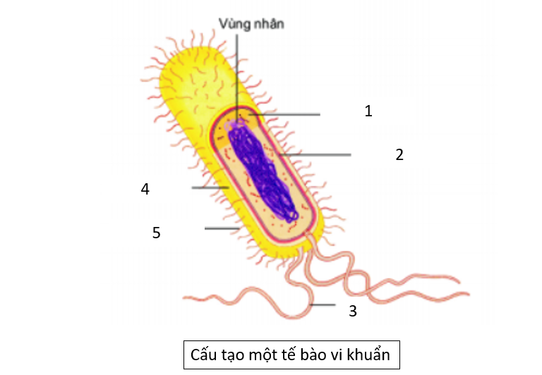 ĐÁP ÁN ĐỀ THI GIỮA HỌC KÌ 1 MÔN: SINH HỌC 10 – CHÂN TRỜI SÁNG TẠO