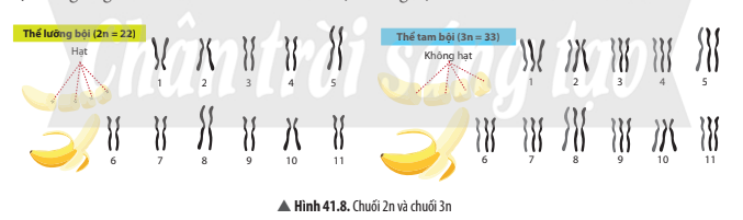 BÀI 41. CẤU TRÚC NHIỄM SẮC THỂ VÀ ĐỘT BIẾN NHIỄM SẮC THỂ 