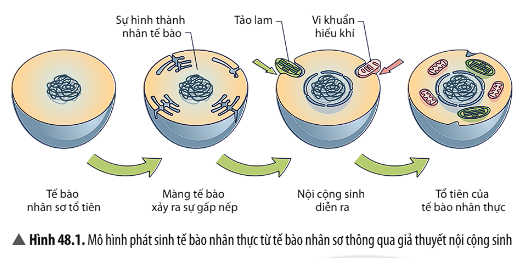 BÀI 48. PHÁT SINH VÀ PHÁT TRIỂN CỦA SỰ SỐNG TRÊN TRÁI ĐẤT