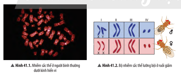 BÀI 41. CẤU TRÚC NHIỄM SẮC THỂ VÀ ĐỘT BIẾN NHIỄM SẮC THỂ 