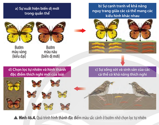 BÀI 46. KHÁI NIỆM VỀ TIẾN HÓA VÀ CÁC HÌNH THỨC CHỌN LỌC