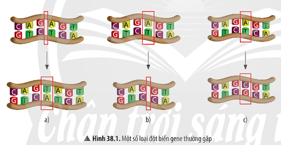 BÀI 38. ĐỘT BIẾN GENE