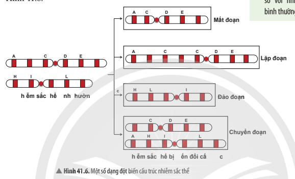 BÀI 41. CẤU TRÚC NHIỄM SẮC THỂ VÀ ĐỘT BIẾN NHIỄM SẮC THỂ 