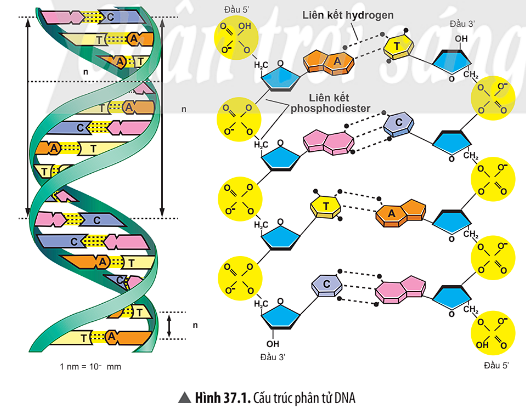 BÀI 37. NUCLEIC ACID VÀ ỨNG DỤNG