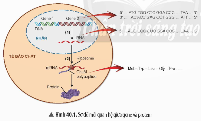 BÀI 40. TỪ GENE ĐẾN TÍNH TRẠNG 