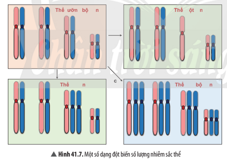 BÀI 41. CẤU TRÚC NHIỄM SẮC THỂ VÀ ĐỘT BIẾN NHIỄM SẮC THỂ 
